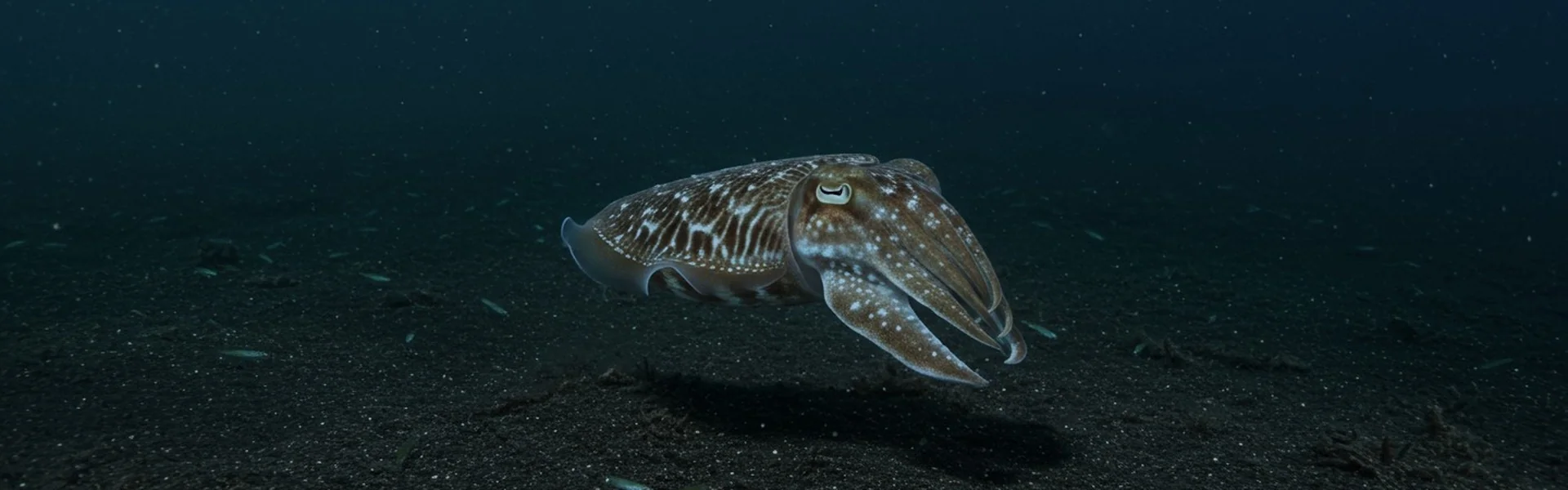 Tasi Tolu | Scuba Diving Guide | Underwater Atlas