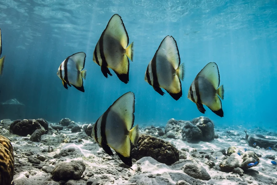 Sangalaki Island | Scuba Diving Guide | Underwater Atlas