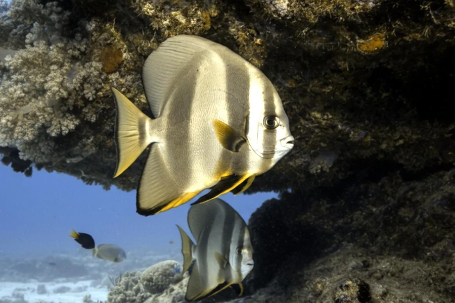 Long Finned Batfish Paradise | Scuba Diving Guide | Underwater Atlas