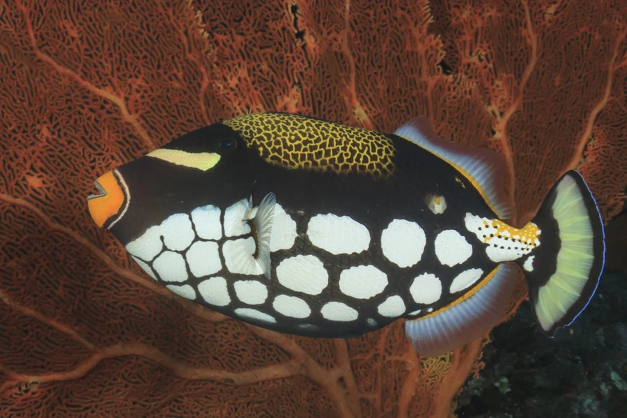 Titan Triggerfish Diving Guide | Best Places to See Them | Underwater Atlas