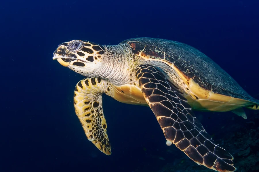 Tonga Turtle Green Sea Turtle Diving Guide | Best Places to See Them | Underwater Atlas
