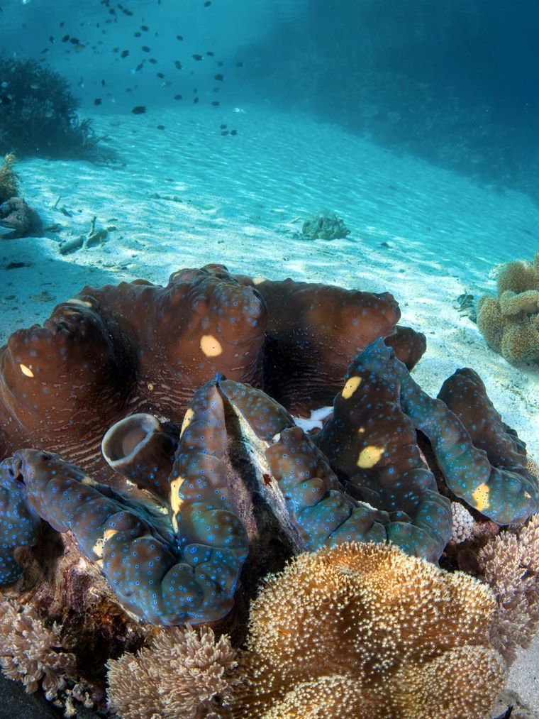 Giant Clam Diving Guide | Best Places to See Them | Underwater Atlas