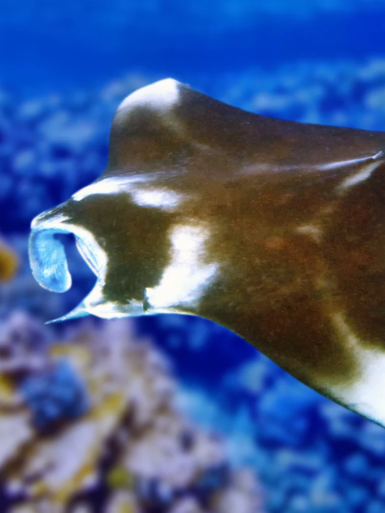 Mobula Rays From Underneath Mobula Ray Diving Guide | Best Places to See Them | Underwater Atlas