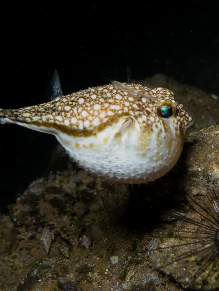 Normal Puffer Fish Pufferfish Diving Guide | Best Places to See Them | Underwater Atlas